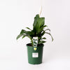Peace Lily / Spathiphyllum / 175mm Pot (per item)