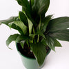 Peace Lily / Spathiphyllum / 175mm Pot (per item)