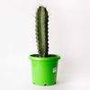Cactus - Stenocarpus Pruinosa / 300mm Pot /Cactus Height - Approx - 580mm (per item)