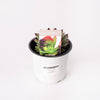 Succulent / 130mm Pot (per item)