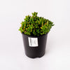 Succulent / Plant /140mm Pot (per item)