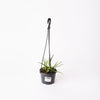 Succulent in Hanging Pot / 140mm Pot (per item)