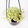 Succulent in Hanging Pot / 140mm Pot (per item)