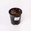 Succulent / 140mm Pot (per item)