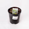 Succulent / 140mm Pot (per item)