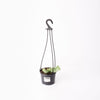 Succulent / 140mm Hanging Pot (per item)