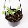 Succulent / 140mm Hanging Pot (per item)