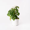 Cherry Tomato/ Culinary / 125mm Pot (per item)