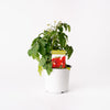 Cherry Tomato/ Culinary / 125mm Pot (per item)