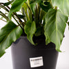 Philodendron Xanadou/ 200mm pot (per item)