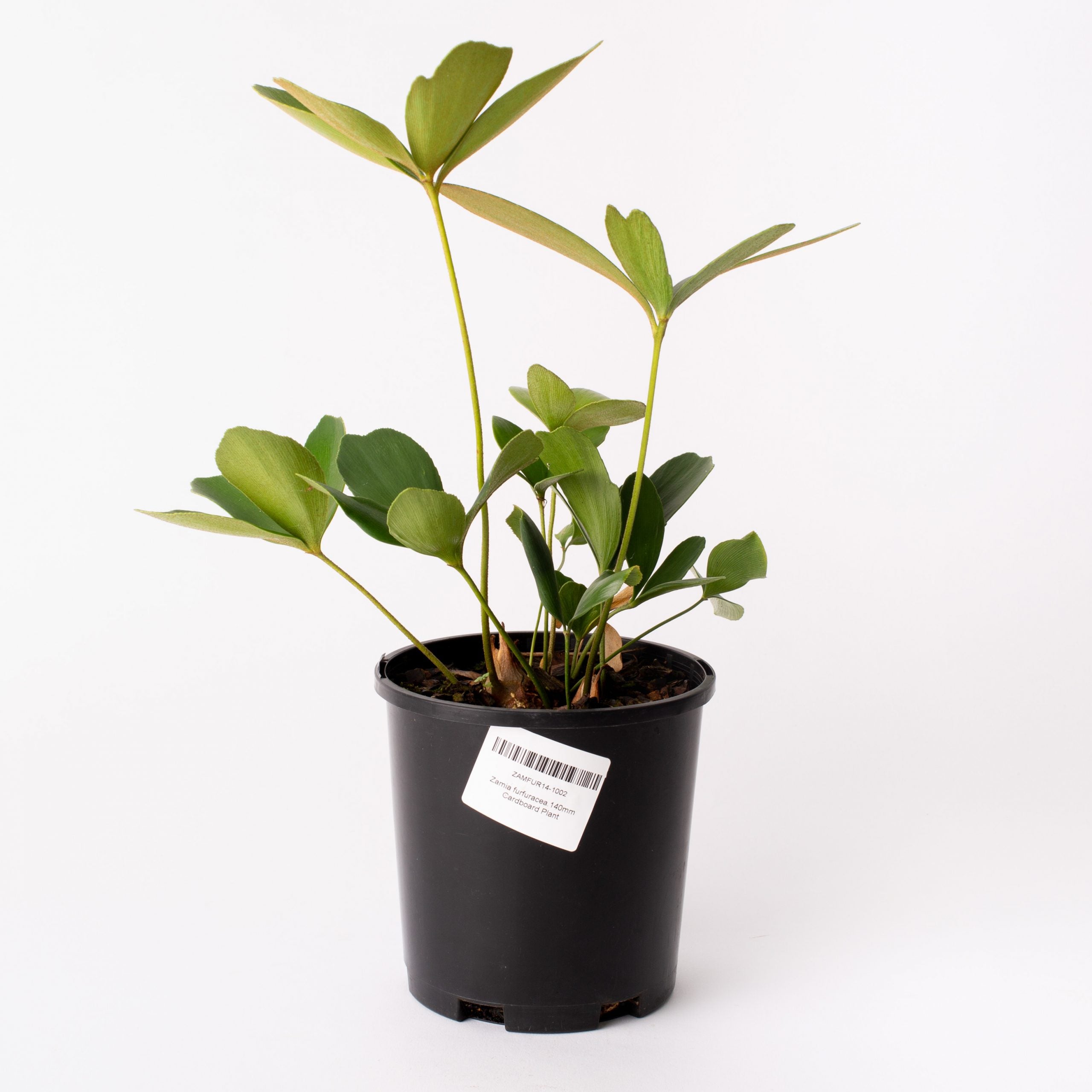 cardboard plant indoors Cardboard Palm/ Cycad / Zania Furfuracea / 140mm Pot (per item) – Flolla